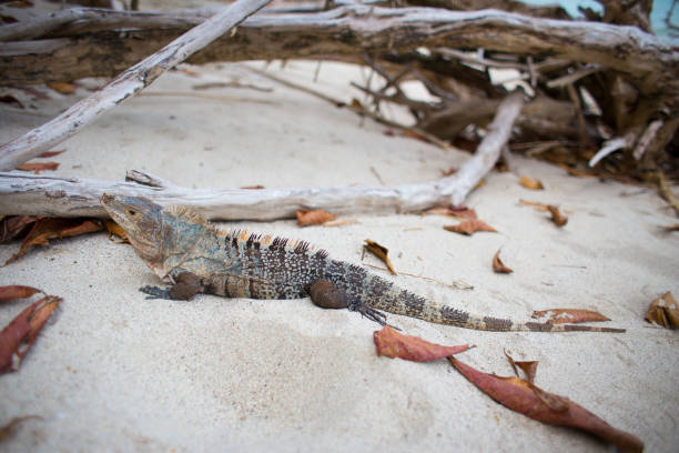 istock Bright colored Iguana sitting on the beach looking at camera. 896409652
