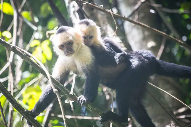 Wildlife of Costa-Rica, flora and fauna. monkeys are sitting on a tree, monkeys are climbing a tree