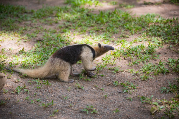 mangeur de fourmis marchant sur l’herbe. - anteater animal nose animal ant photos et images de collection