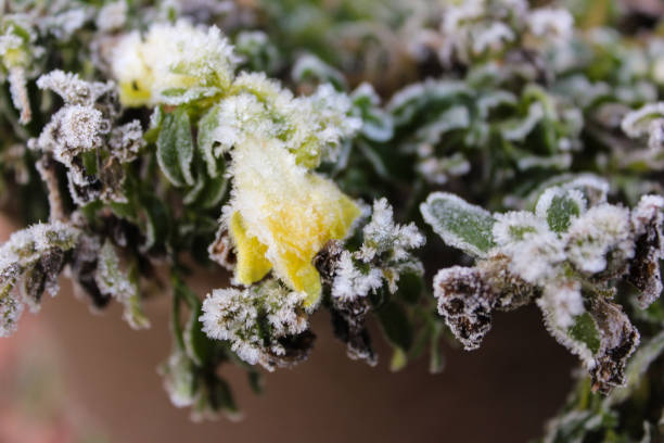 Jack Frosted the blooming Snapdragons and is covered with tiny icicles