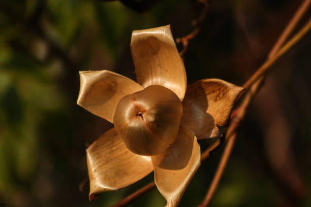 istock Soft focus on wooden rose against green blurred background. 896416292