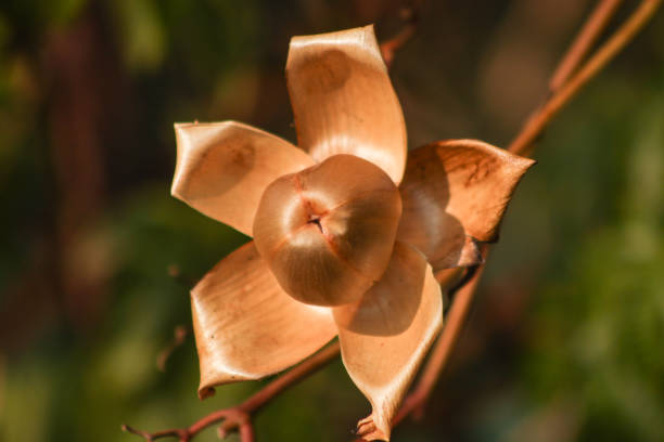 Soft focus on wooden rose against green blurred background.