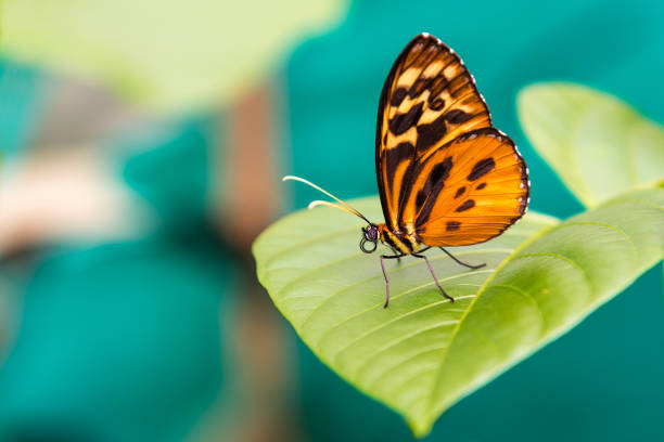 オレンジ色の蝶をクローズ アップ - tropical rainforest travel beauty in nature environment ストックフォトと画像