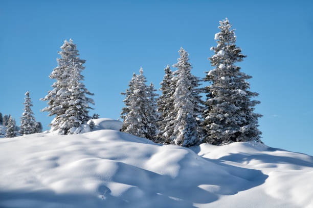 istock winter landscape with snow-covered trees 896418706