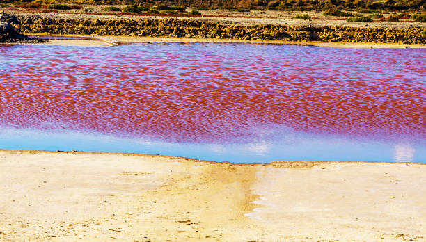 istock pink lake in spain, unusual phenomenon, mineral influence on water 896419352