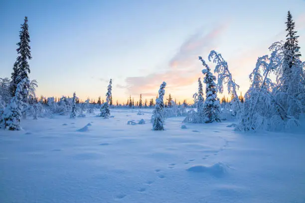 Vinterlandskap med snöfält granar och spår efter vilddjur.