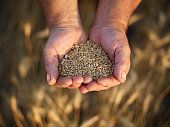 Farmer holding ripe wheat