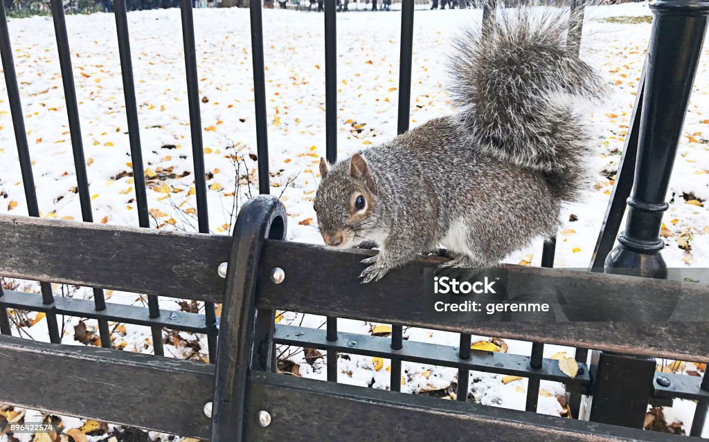 Squirrel in central park Squirrel in central park in winter time Snow Stock Photo