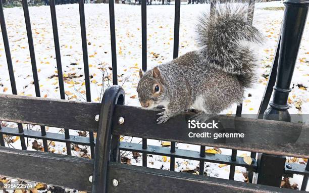 Squirrel In Central Park Stock Photo - Download Image Now - Snow, New York City, Central Park - Manhattan
