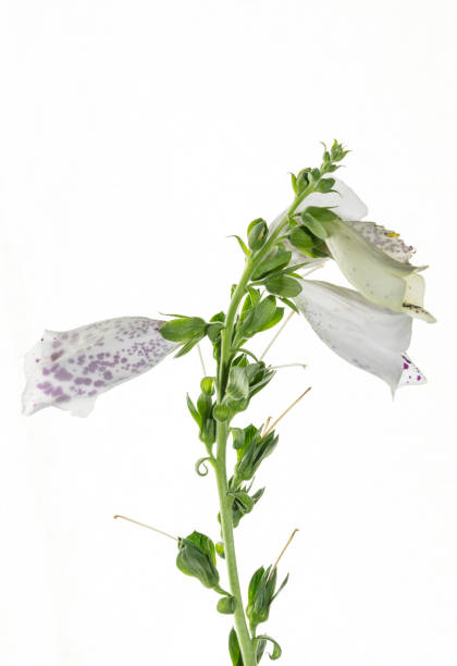 digitalis flowers