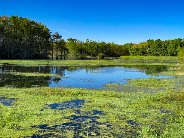 istock Swamp in Georgia 896429842