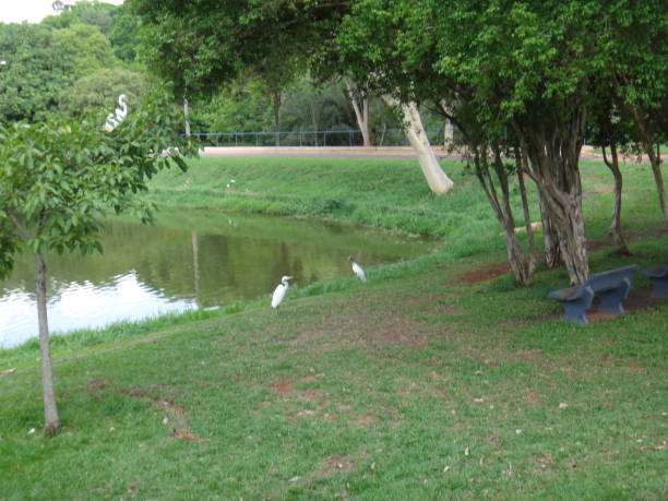 American egret, angel bird, big plume bird, bittern, common egret, eastern great egret, great white heron, greater egret, heron, large egret, long white, plume bird, western great, white crane, white egret or white heron.