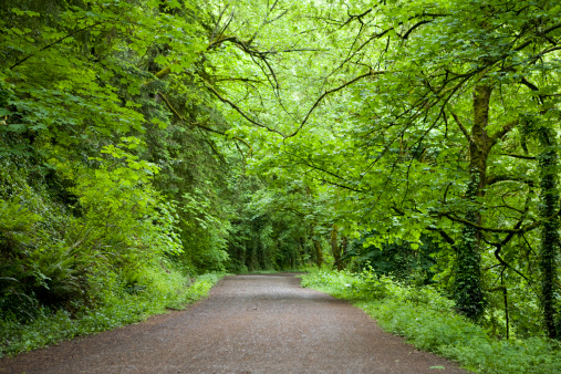 Countryside track surrounded by trees and lush foliage in summer sunshine