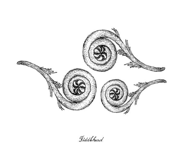 Hand Drawn of Fiddlehead on White Background Vegetable Salad, Illustration of Hand Drawn Sketch Delicious Fresh Green Fiddlehead Isolated on White Background. fiddle head stock illustrations