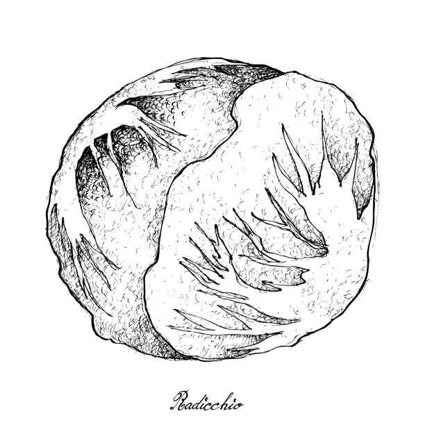 Vector illustration of Hand Drawn of Fresh Radicchio on White Background