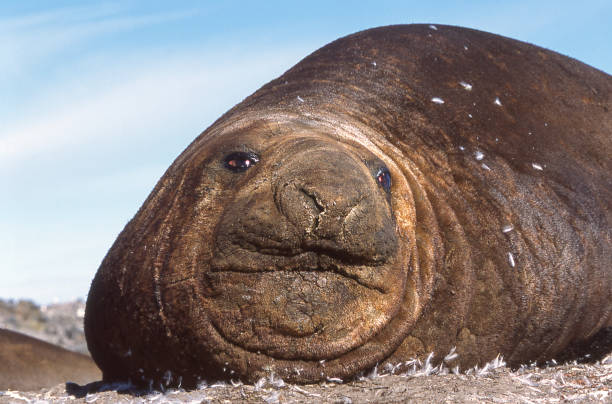 Wild southern elephant seal (Mirounga leonina) covered in penguin feathers, resting on sandy beach.  Southern elephant seals have a smaller proboscis than it's northern cousin.\n\n