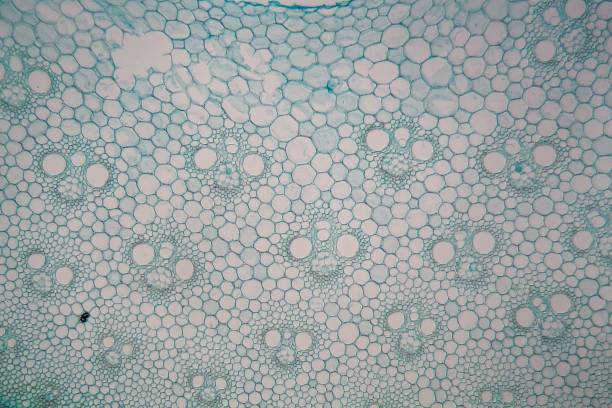 istock Microscope photo of a cross section of a bamboo stem. 896441754