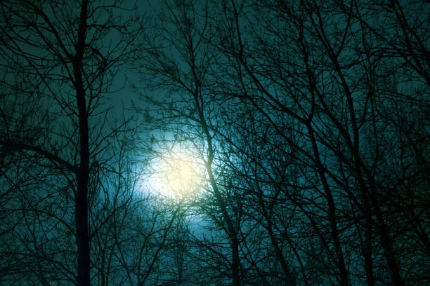 istock Dark scenery with naked trees. 896441914