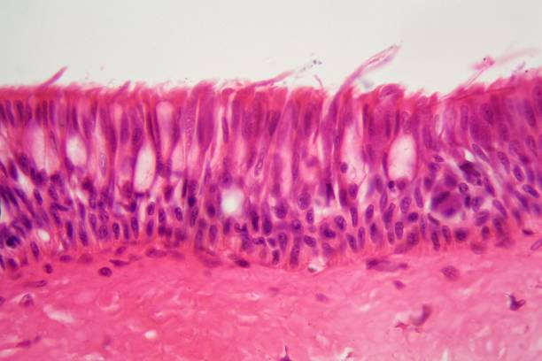 Cross section of ciliated epithelium under the microscope A cross section of ciliated epithelium under the microscope. epithelium photos stock pictures, royalty-free photos & images