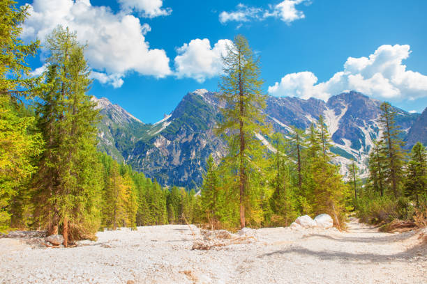 istock scenery with tall pines and mountains 896447188