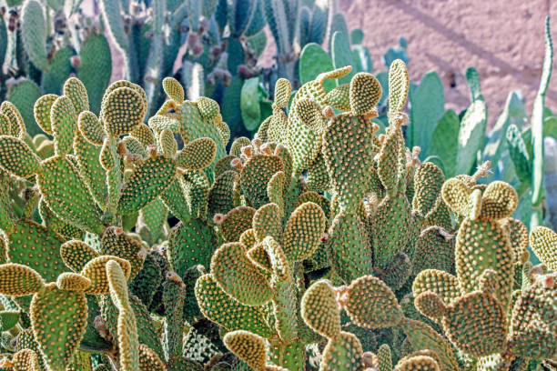 istock sunshine on cactus trees in garden 896447258