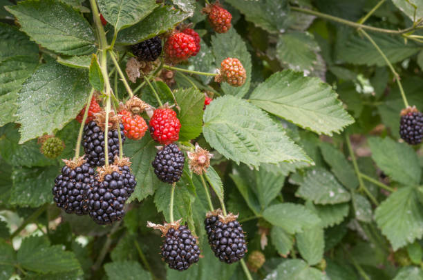 istock Close-up of Ripening Raspberries on the Vine 896449802