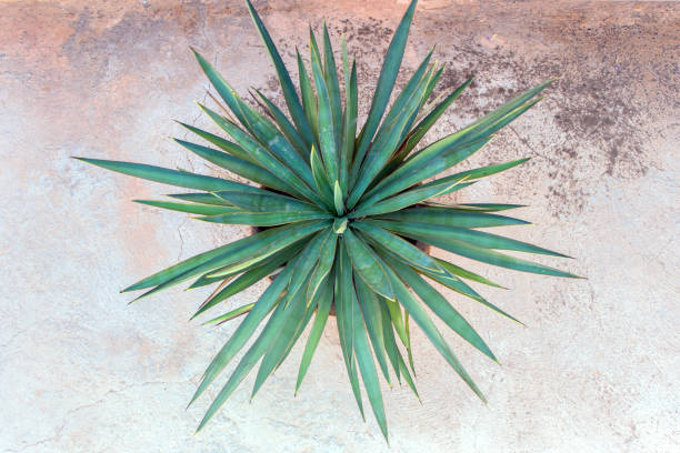 istock green plant in pot on concrete floor 896450246
