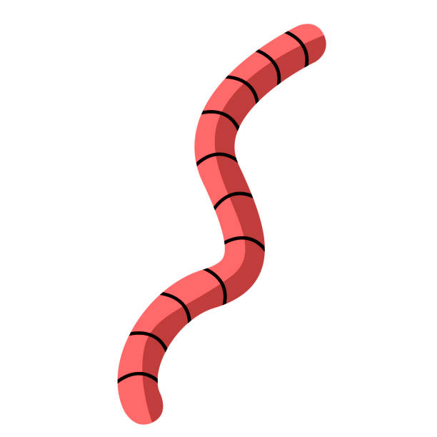 Isolated worm icon Isolated worm icon on a white background, Vector illustration cartoon fishing hook stock illustrations