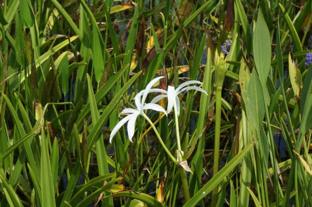 white swamp lily flower in the swamp white swamp flower in the everglades sagittaria aquatic plant stock pictures, royalty-free photos & images