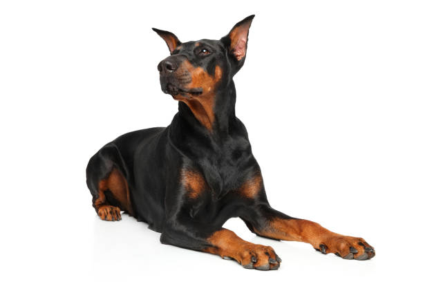 istock Doberman dog in front of white background 896453174