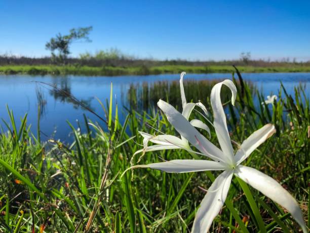 Swamp plants and cypress trees on the shore of the river