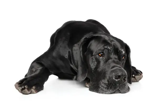 Great Dane lying down on a white background