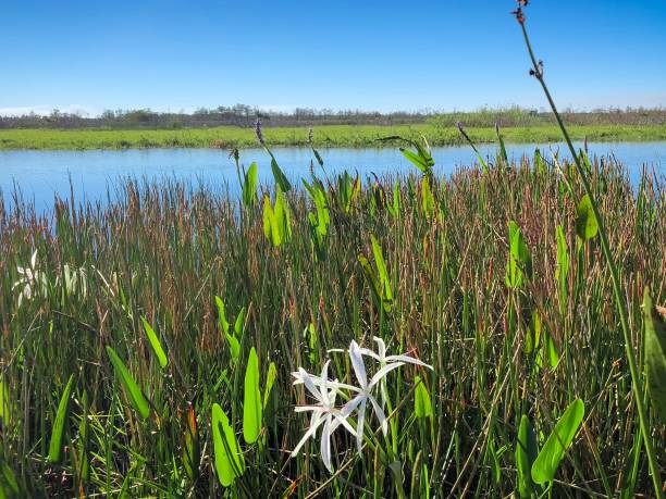 湿地植物や川の岸にヒノキの木 - arrowhead ストックフォトと画像