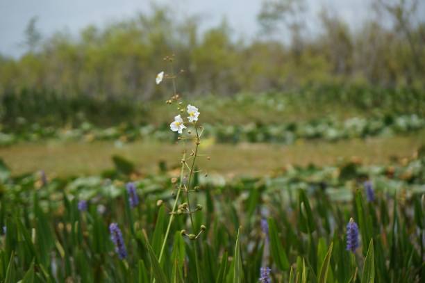 white swamp flowers in the marsh arrowhead flower (Sagittaria latifolia) in the Florida Everglades sagittaria aquatic plant stock pictures, royalty-free photos & images