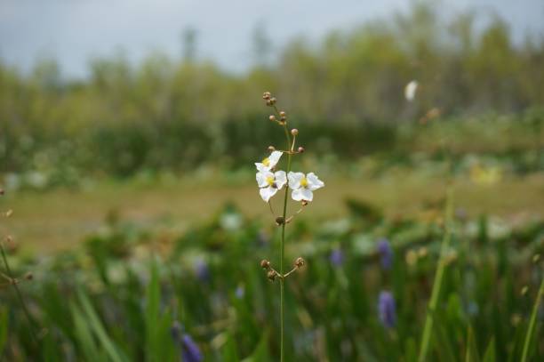 white swamp flowers in the marsh arrowhead flower (Sagittaria latifolia) in the Florida Everglades sagittaria aquatic plant stock pictures, royalty-free photos & images