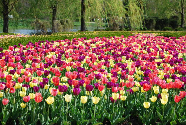 istock Purple, Pink and White Tulip 896463830