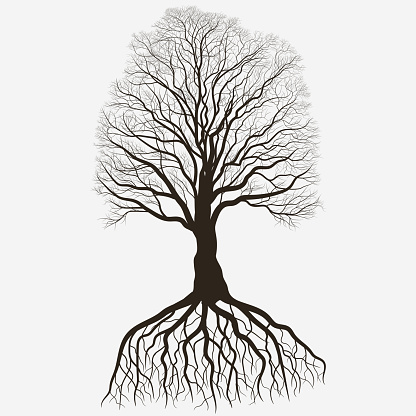 Tree Silhouette With Root System Black Bare Oak Outline Detailed Image  Vector Stock Illustration - Download Image Now - iStock