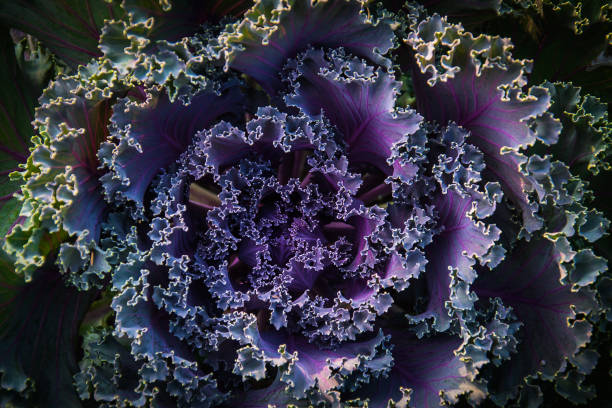 istock Lettuce in the garden 896467012