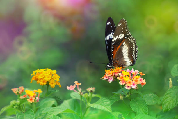 istock Eggfly (Hypolimnas bolina) on Lantana camara flower with colorful background 896472956