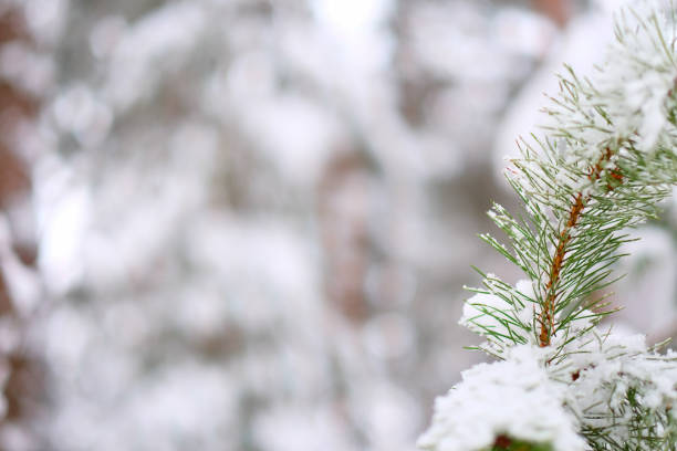 istock A bright branch of spruce under snowy cap at the winter forest. 896473344