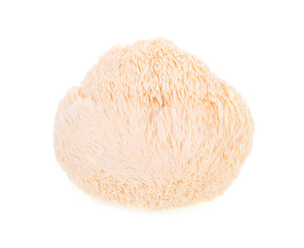 istock Lion mane mushroom isolated on white background 896479646