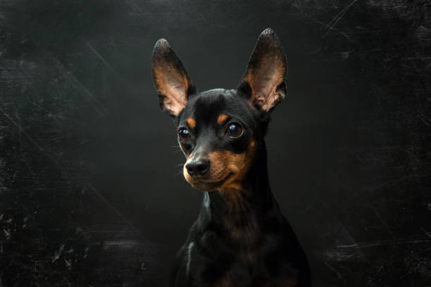 istock Miniature Pinscher Portrait on an Antique Black Background. 896486196