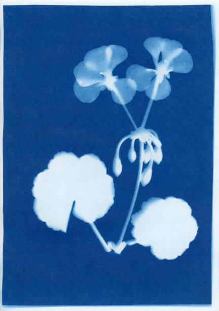 istock cyanotype of geranium, Pelargonium cultivar 896486250