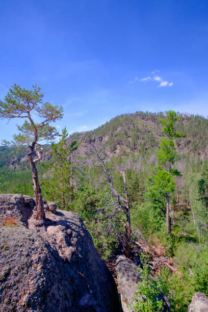 istock Beautiful view of the tree growing from stone. 896486576