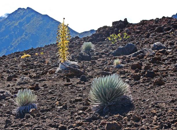 silver épée - haleakala silversword photos et images de collection