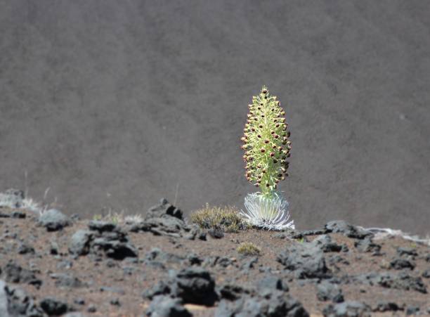 espada de plata - haleakala silversword fotografías e imágenes de stock