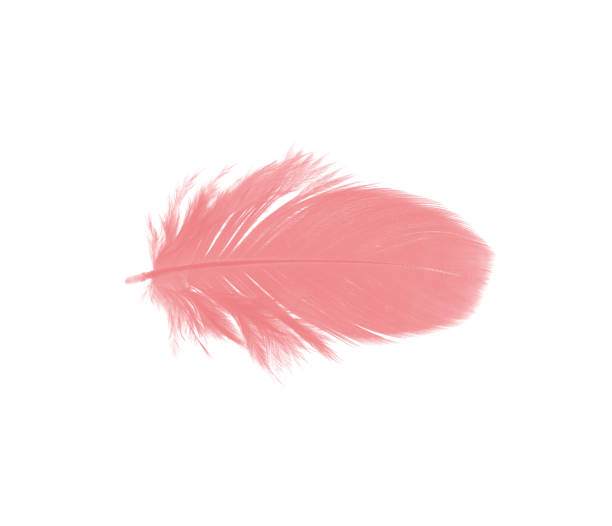 istock coral pink feather on white background 896492492