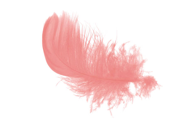 istock coral pink feather on white background 896492494