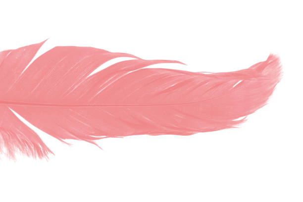istock coral pink feather on white background 896492504