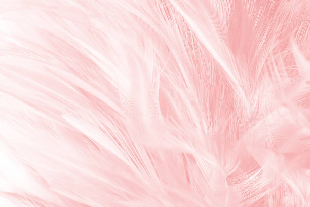 istock Coral Pink vintage color trends feather texture background 896492506